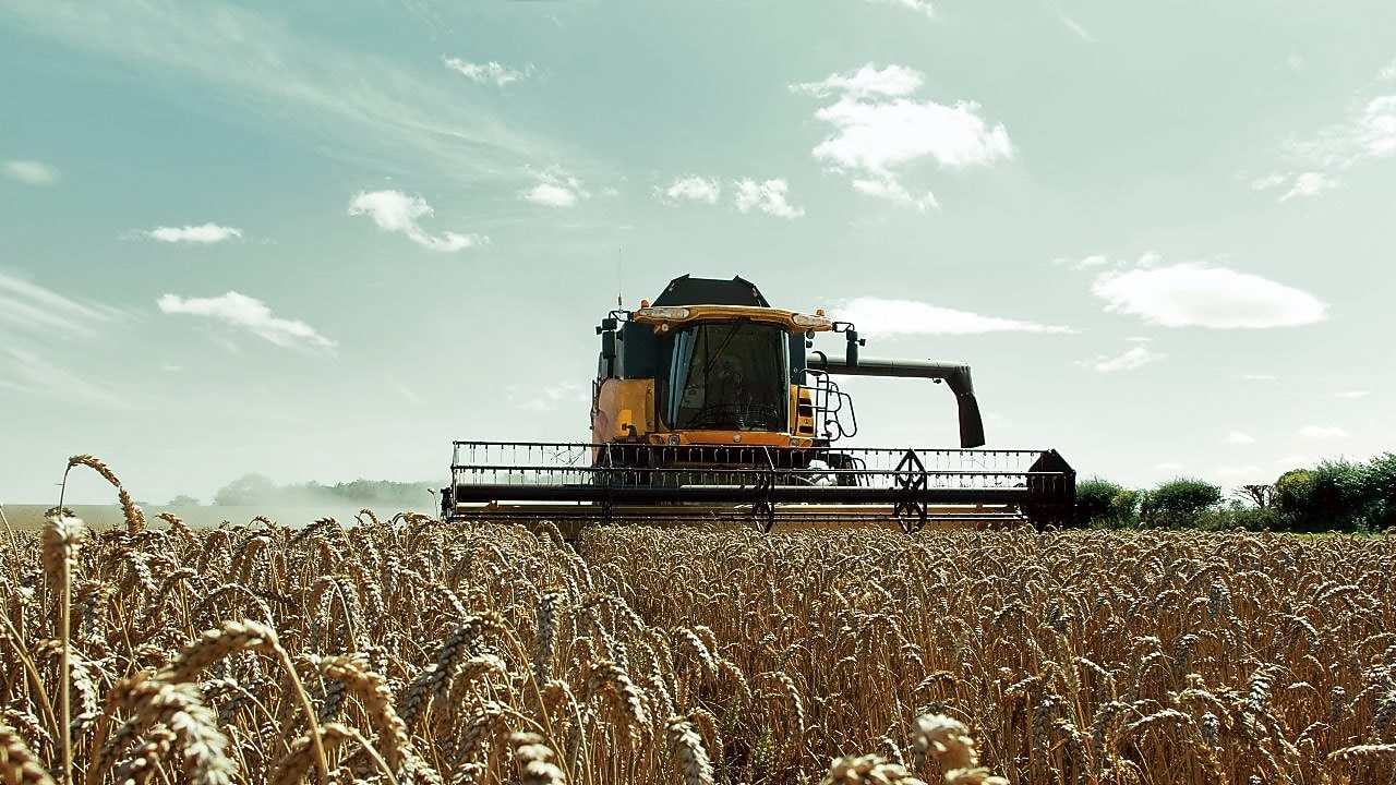 ماكينة حصاد مجمعة صفراء في حقل قمح